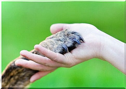 Person holding a dog paw