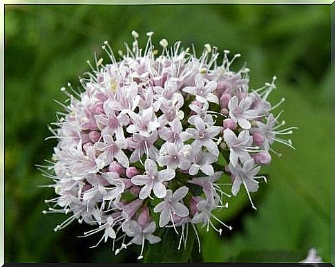 Basil flower