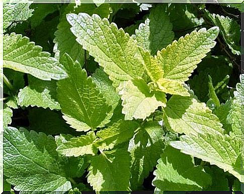 Lemon balm