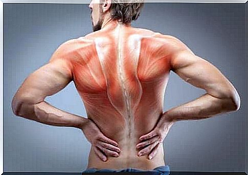 All about the anatomy of the back muscles