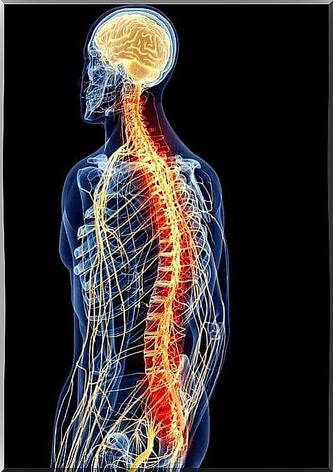 Illustration of the anatomy of the back muscles