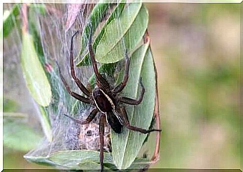 Arachnophobia: The irrational fear of spiders