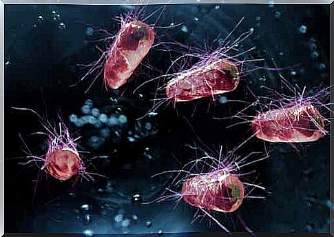 Illustration of bacteria