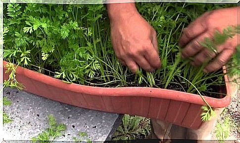 Person growing carrots