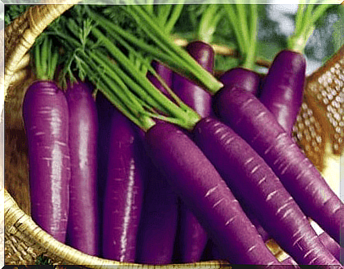 Purple carrots