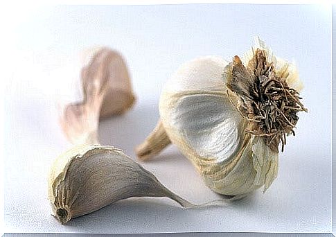 garlic3