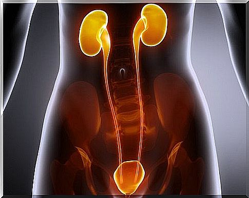 How to treat infections of the bladder, urethra and kidneys