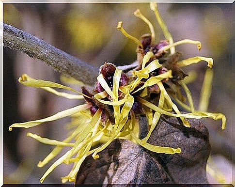 St. John's wort