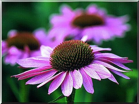 Echinacea