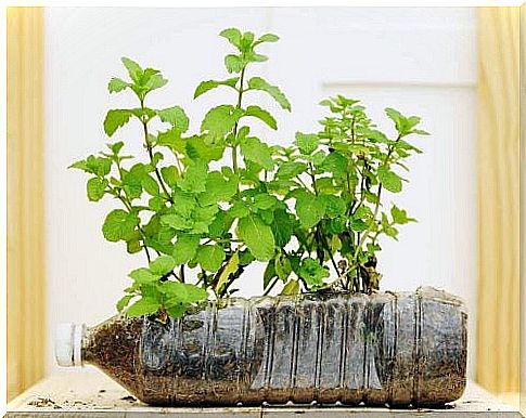 Plastic bottle potted plant