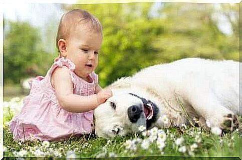 Baby with a dog on grassland as she is not afraid of animals