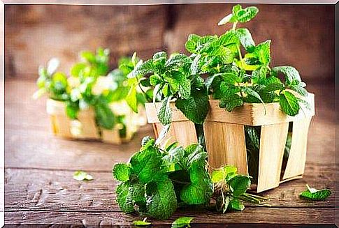 Mint can be used as a natural remedy for the prevention of fleas and ticks