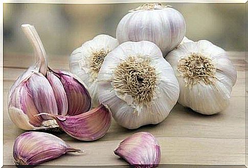 Garlic has a natural repellent effect on ticks