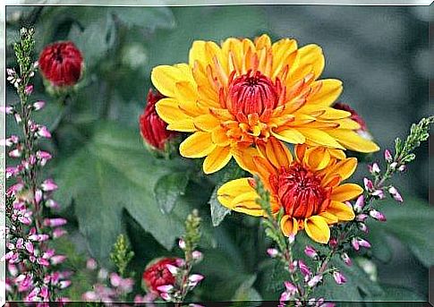 Chrysanthemum is a very decorative plant