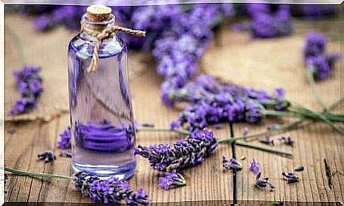 Lavender is the most popular remedy for fleas and ticks