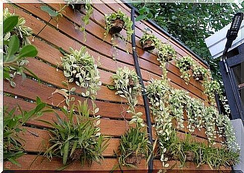 Turn your ordinary wall into a vertical garden