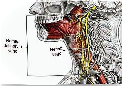 Wake up your vagus nerve and get a healthy body through breathing.