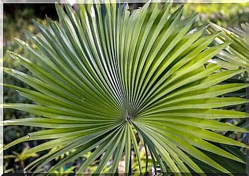 What is saw palmetto and what is it used for?